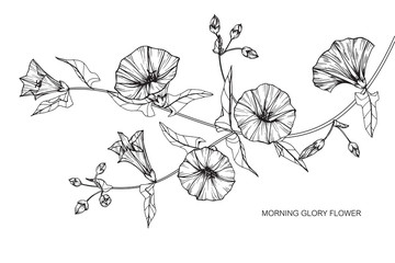 Morning glory flowers drawing and sketch with line-art on white backgrounds.