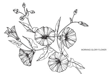 Morning glory flowers drawing and sketch with line-art on white backgrounds.