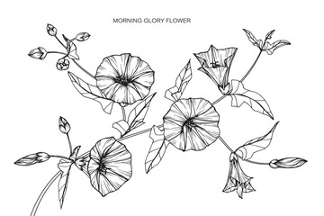 22 5 Morning Glory Wall Murals Canvas Prints Stickers Wallsheaven