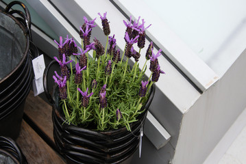 Decorative violet flowers in a shop