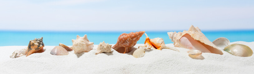 Banner summer background with white sand. Seashell on the beach. - obrazy, fototapety, plakaty