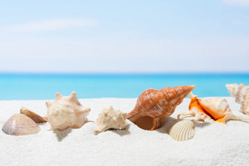 Obraz na płótnie Canvas Seashell on the beach. Summer background with white sand