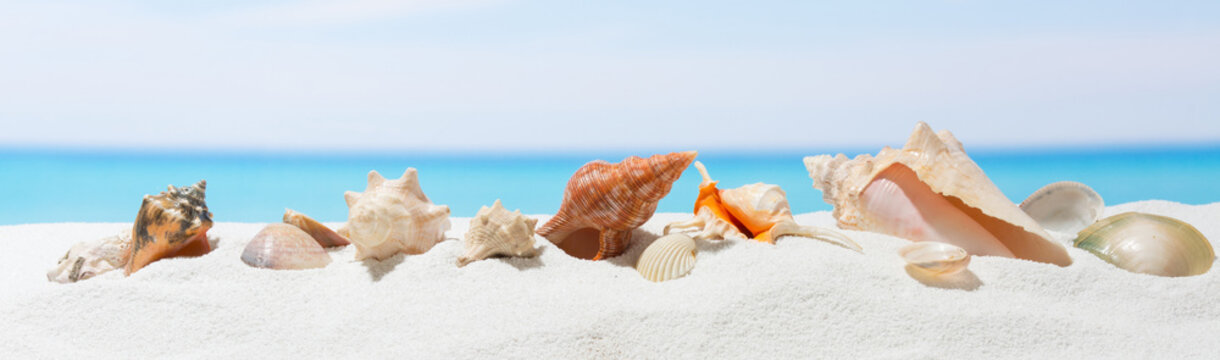 Banner summer background with white sand. Seashell on the beach.