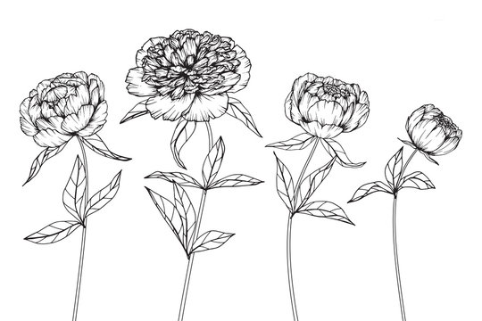 Peony flowers drawing and sketch with line-art on white backgrounds.