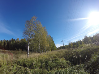 the road among birches