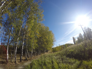Birches near a footpath and the field on the other hand in the summer sunny day..