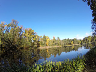 tree with bright foliage is reflected in the lake