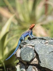 Red-headed Rock Agama Lizard (Agama agama) Warming on a Rock in Northern Tanzania