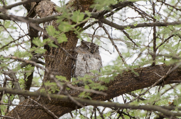 Wild African Scops-Owl (Otus senegalensis) in a Tree in Northern Tanzania