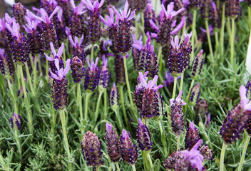 Violet flower background