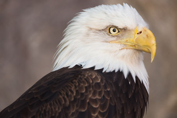 Portrait of a bald eagle. America national symbol. Latin name haliaeetus leucocephalus