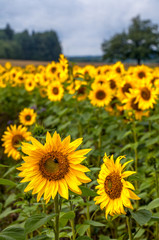 Obraz premium Field of sunflowers, Finland