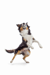 Ein Hund springt nach einem Ball