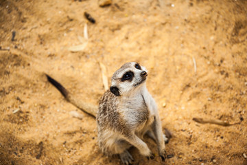 Fototapeta premium meerkat 