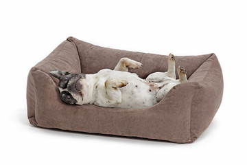 Bulldogge liegt auf dem Rücken im Hundebett