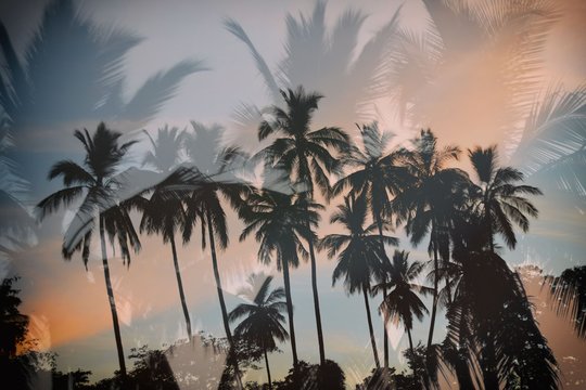 Idyllic tropical sunset with palm trees silhouettes, Guanacaste Region, Costa Rica