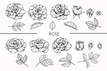 Rose flowers drawing and sketch with line-art on white backgrounds.