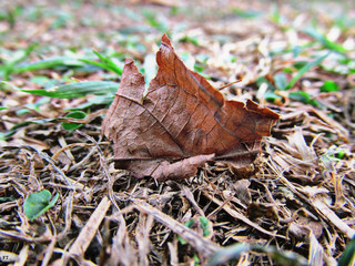 hoja en otoño