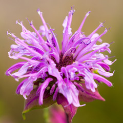 Close-up portrait of a scarlet beebalm - summer flower seen in germany