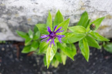 Purple flower. Slovakia
