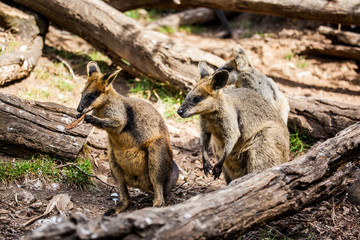 wallaby in Australia