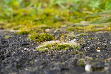 Moss
