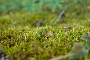 Moss