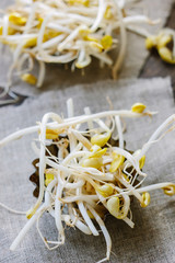 Soybean sprouts. Table with soy bean sprouts on it.