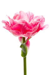 beautiful pink double peony tulip isolated on white