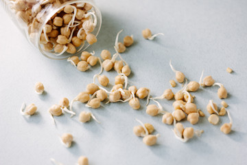 Chick pea sprouts over blue paper background.