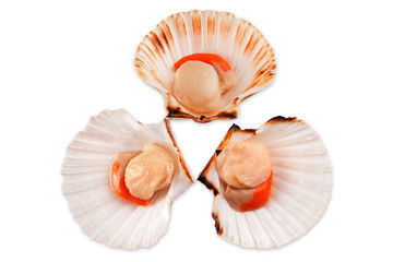 scallop
