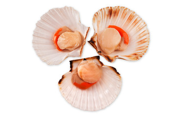 scallop