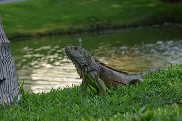 iguana