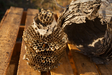 Beautiful aspen hive on a wooden background