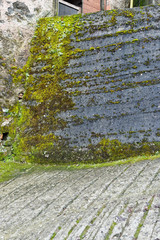 detail of moss