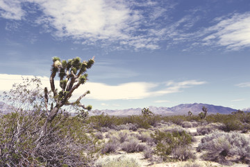 MOJAVE DESERT CALIFORNIA, USA