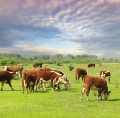Fototapeta na wymiar Cows grazing on pasture
