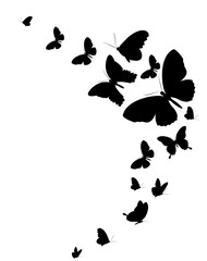 black butterfly, isolated on a white