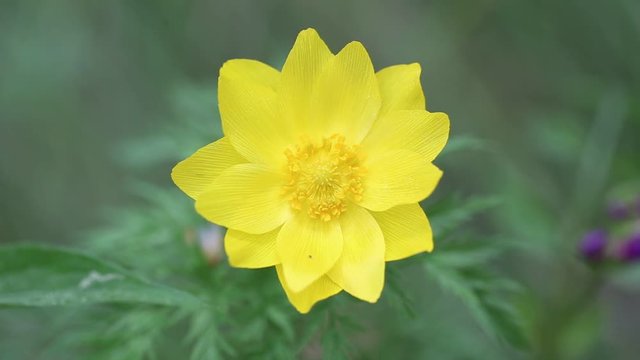 Flower Adonis sibirica in a meadow