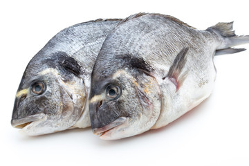 Fresh bream sea isolated on white background.