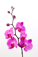 Naklejka na ściany i meble Pink orchid on the white background.