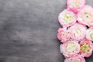 Pink beautiful ranunculus on gray background.