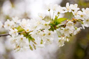 Cherry blossom in spring for background.
