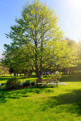 Large linden tree with a park bench in a parklike setting.