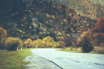 beautiful road and forest