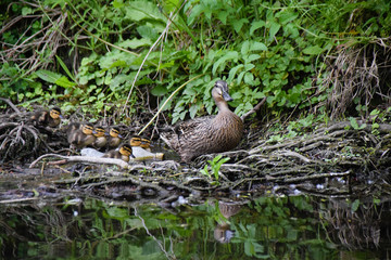 Naklejka na ściany i meble Female mallard duck standing on the river bank with young ducklings and green vegetation in the background