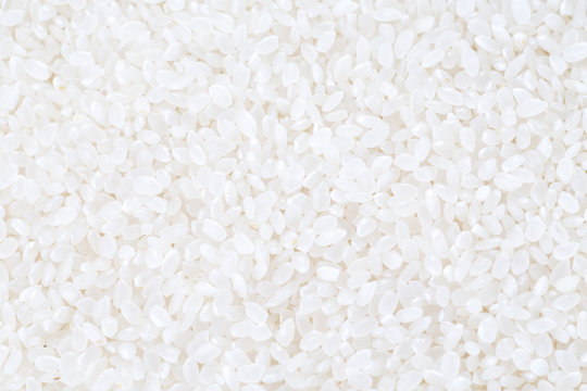 japanese rice, short grain rice