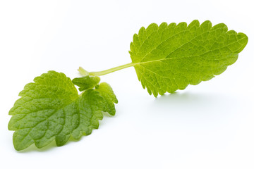 Fresh mint leaves isolated on white background. © gitusik