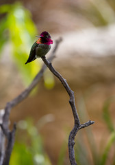 Focus on Hummingbird with Garden Plants Behind
