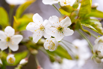 Cherry blossom in spring for background.